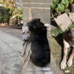 Quiere Alianza Federalista adquirir sus propias vacunas anticovid