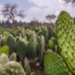 ‘Espionaje ya no sucede, somos distintos’, asegura López Obrador