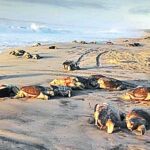 ‘Sin estímulo fiscal salimos bien librados’: análisis del CIDE