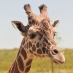 Mató a su hija por escapar de su casa y fingió su muerte para evitar ir la cárcel