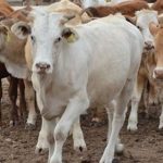 146 mil niños de 5 a 11 años vacunados