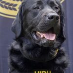 Demanda PAN a SHyCP informe sobre estímulos fiscales al IEPS en gasolinas; recaudación ha caído 73%, afirma