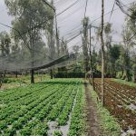 Suman 2 mil 625 motos remitidas al corralón por circular sin licencia