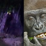 Enfrentamiento en Nuevo León deja cinco detenidos y dos abatidos