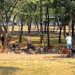 Caen una mujer y tres hombres tras armar balacera en la GAM; iban ‘bien cargados’