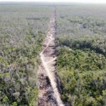 Urgen regular a paseadores de perros en la CDMX; capacitación, la clave