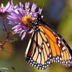 Bendición católica de parejas gay podría impactar en países sin derechos LGBTQ