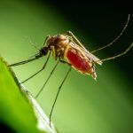 Abbott asegura que continuará con el arresto de migrantes en Texas