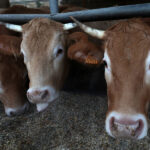 Más actrices y actores denuncian abusos de Dan Schneider y Nickelodeon tras documental ‘Quiet on Set’