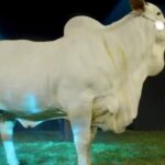 Cristiano Ronaldo deberá ser indemnizado por la Juve