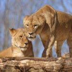 Cae venezolano por apuñalar a cubano en restaurante chino en la Miguel Hidalgo