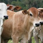 La Guadalupana le concedió ser mamá