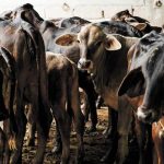 Ceci Ponce sufrió aparatoso accidente al caer de patineta