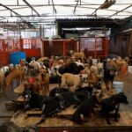 Pakistán y Afganistán acuerdan una tregua histórica tras el Ramadán