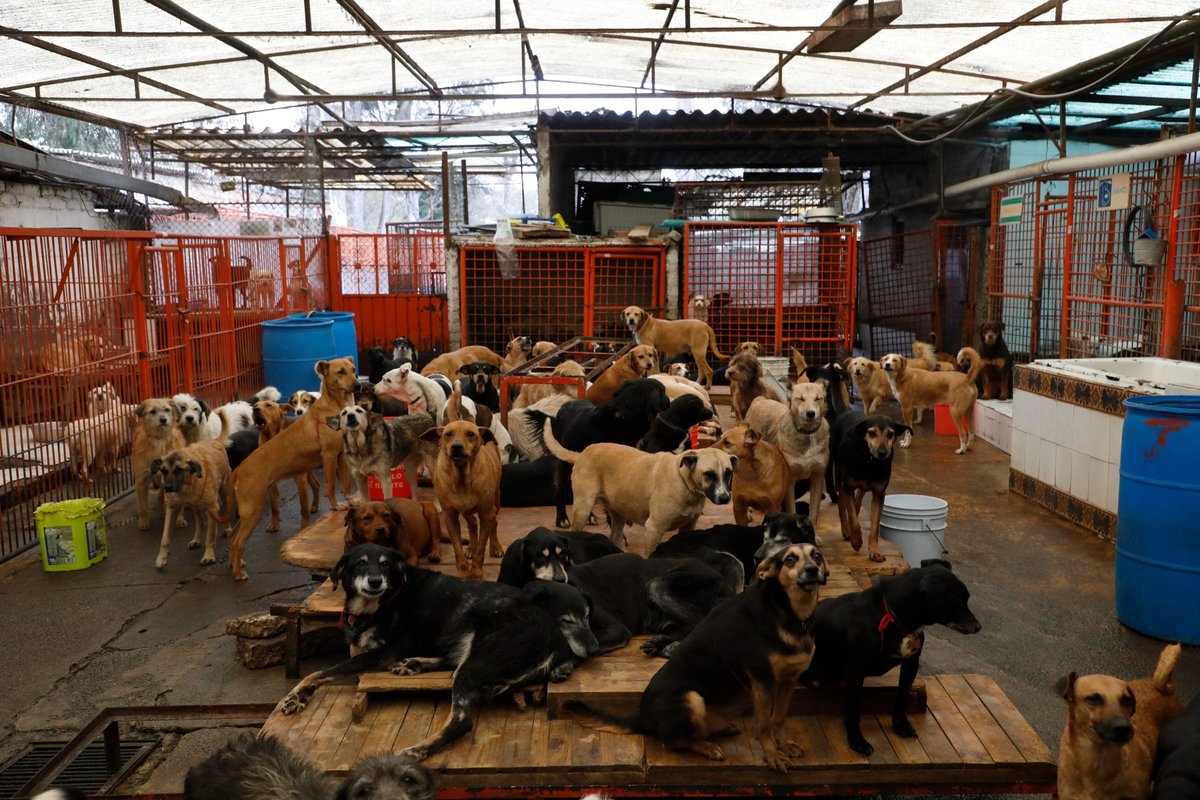 Exigen peritaje urgente para decidir el futuro de los perros en el Refugio Franciscano